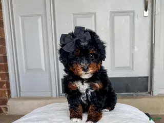 Bernedoodle dogs Sneezy - Ad 19