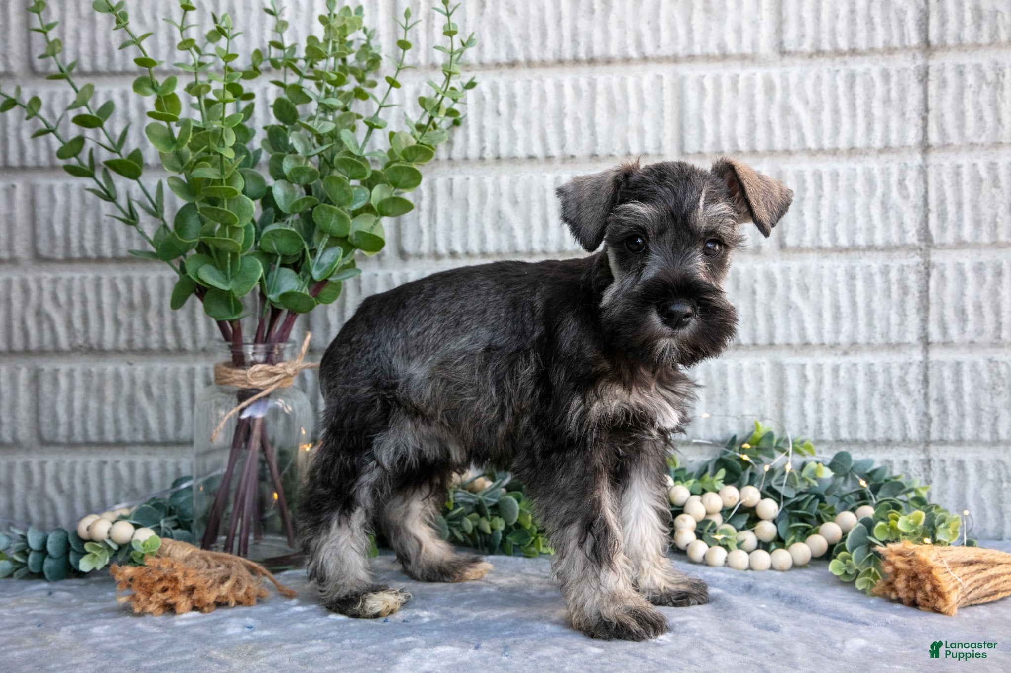 Miniature Schnauzer dogs Penny - Ad 2