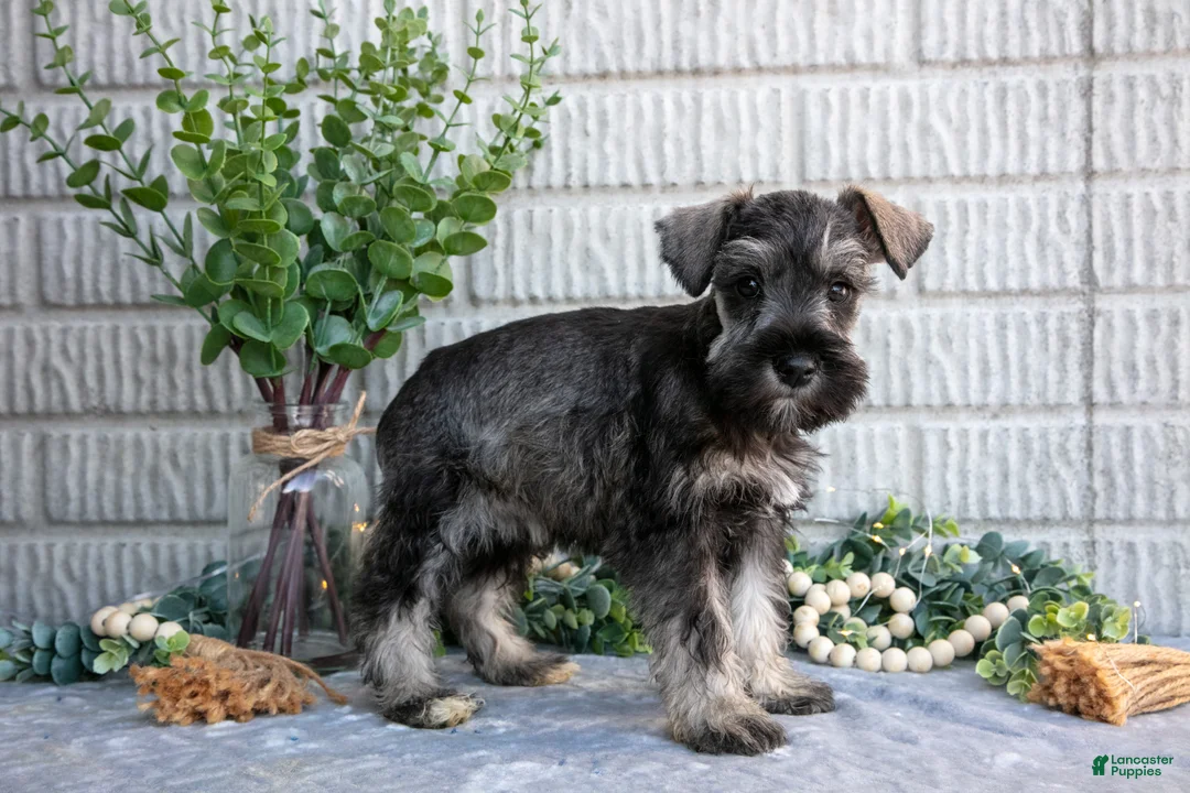 Miniature Schnauzer dogs for sale: Penny - Ad 2