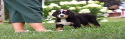 Bernese Mountain Dog dogs for sale: Marcy - Ad 11