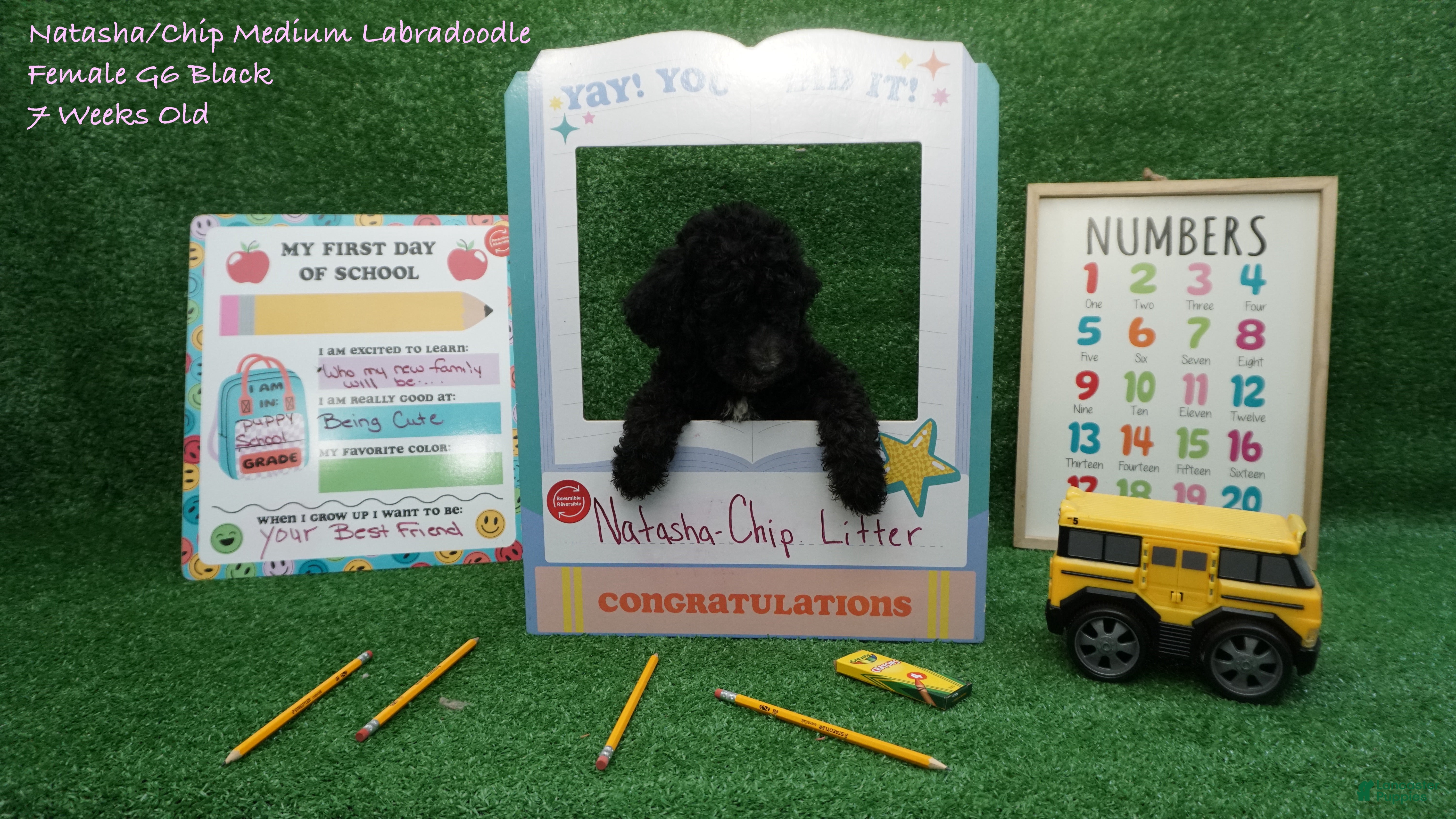 Labradoodle dogs NC G6 Black - Ad 1