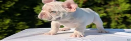 French Bulldog dogs for sale: Lando - Ad 3