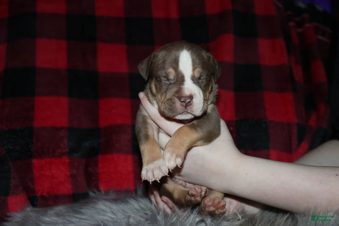 American Bully dogs for sale: Kodiak aka Kody - Ad 6