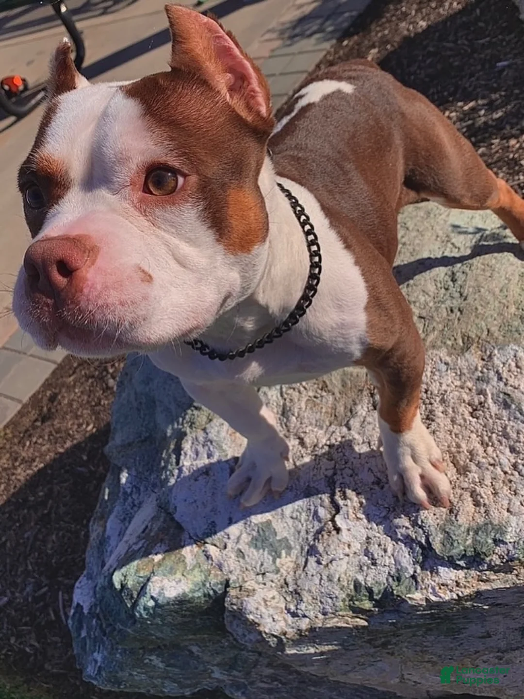 American Bully dogs for sale: American Bully Puppy 1 - Ad 2