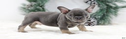 French Bulldog dogs for sale: Champ - Ad 8