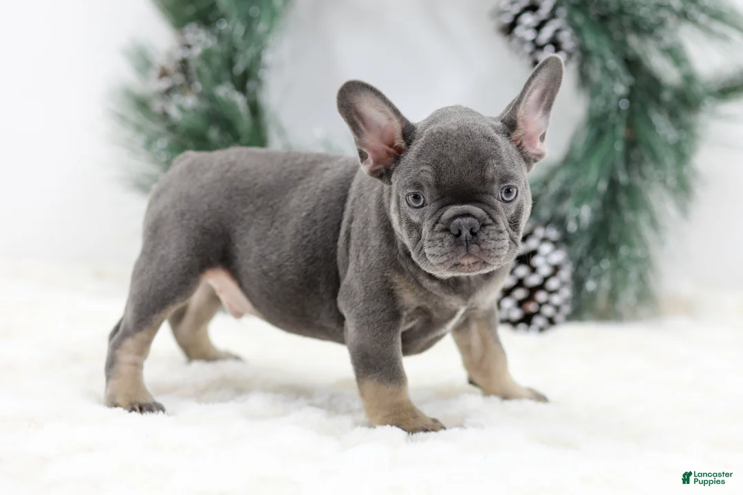 French Bulldog dogs for sale: Champ - Ad 8