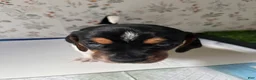 Mixed Breed dogs for sale: Orca - Ad 2