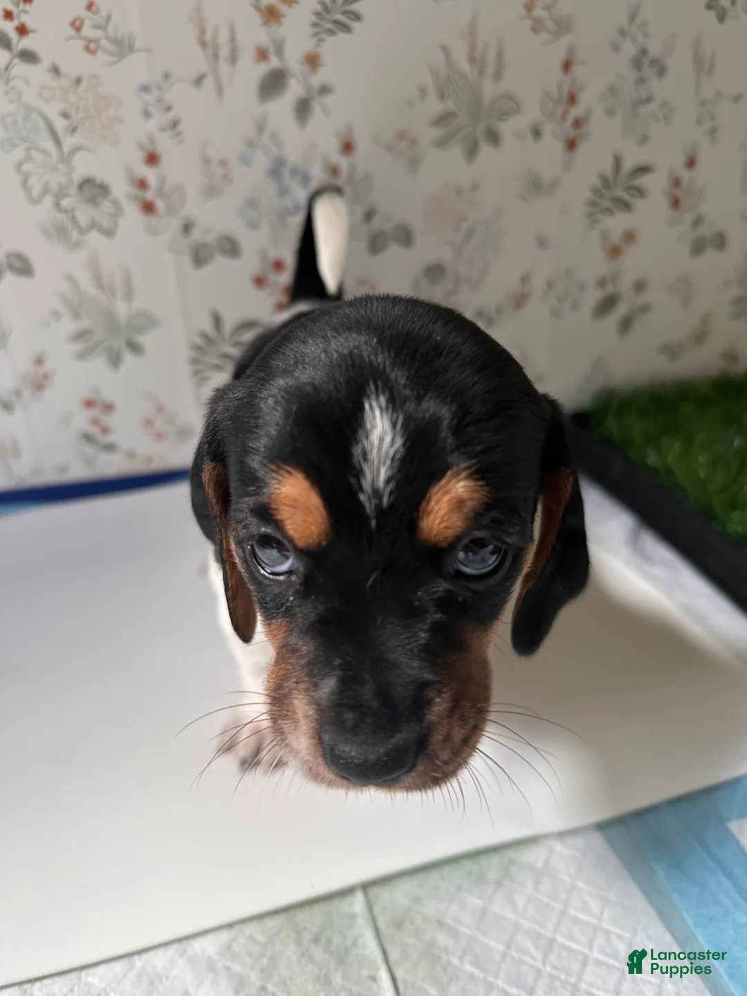 Mixed Breed dogs for sale: Orca - Ad 2