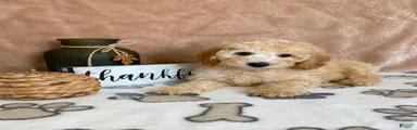 Biscuit