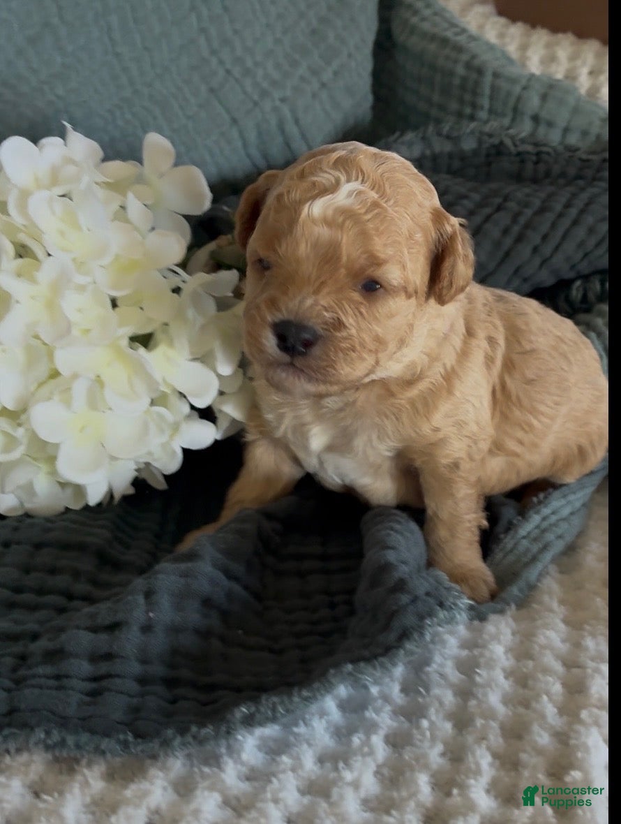 Cavapoo dogs Poppy_Female - Ad 2