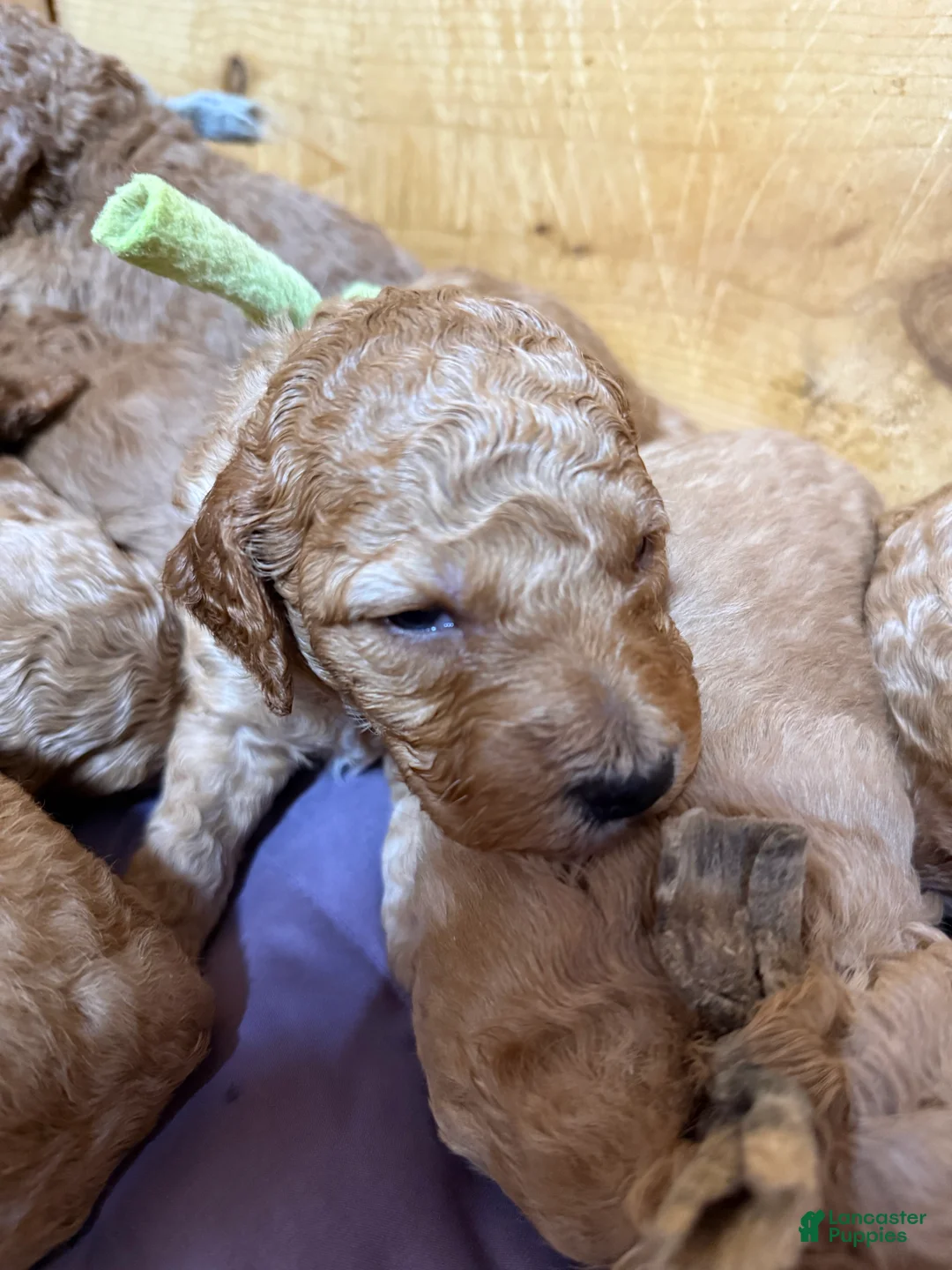 Goldendoodle dogs for sale: Goldendoodle Puppy 3 - Ad 14