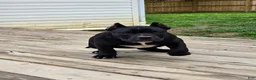 American Bully dogs for sale: Suki - Ad 4