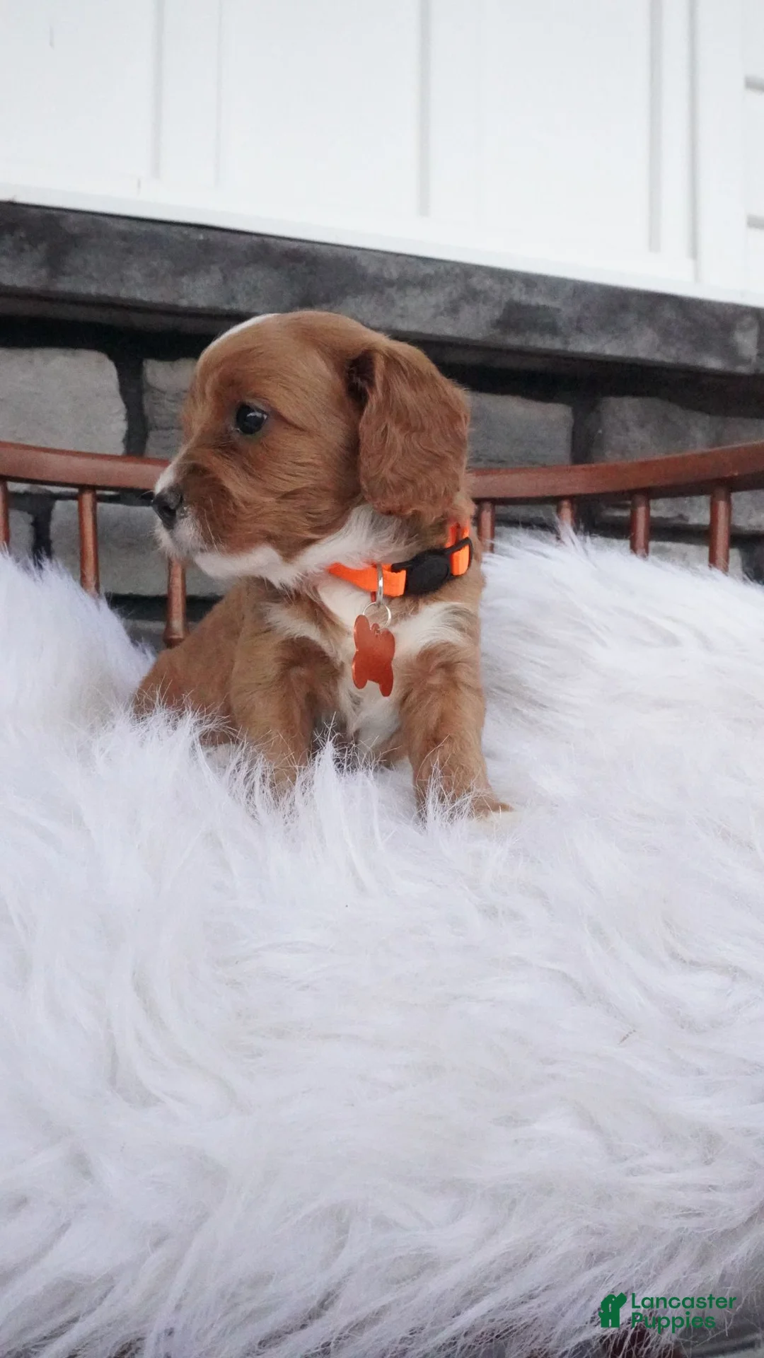 Cavapoo dogs for sale: Ellie  - Ad 9