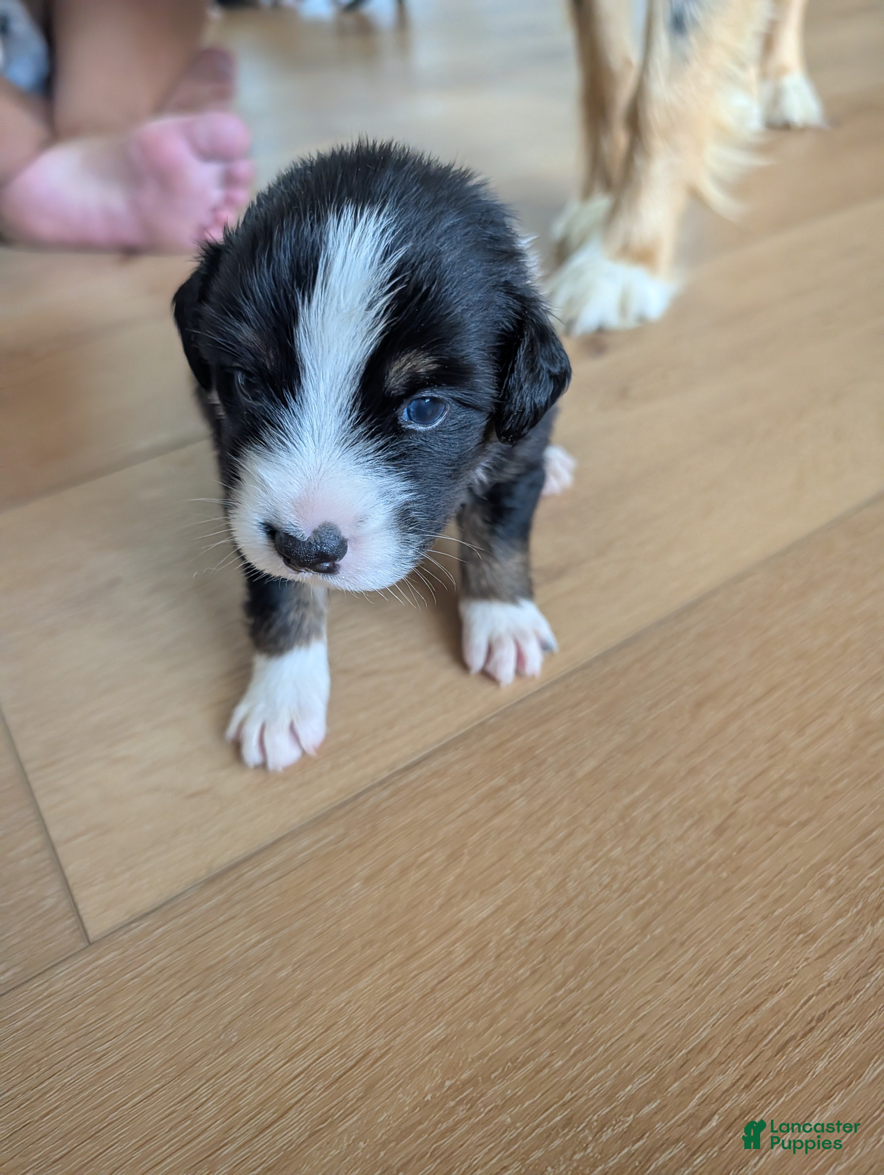 Australian Shepherd dogs Cherry: Black Tri Color Standard Australian Shepherd  - Ad 18