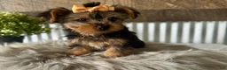 Yorkshire Terrier dogs for sale: Indy - Ad 9