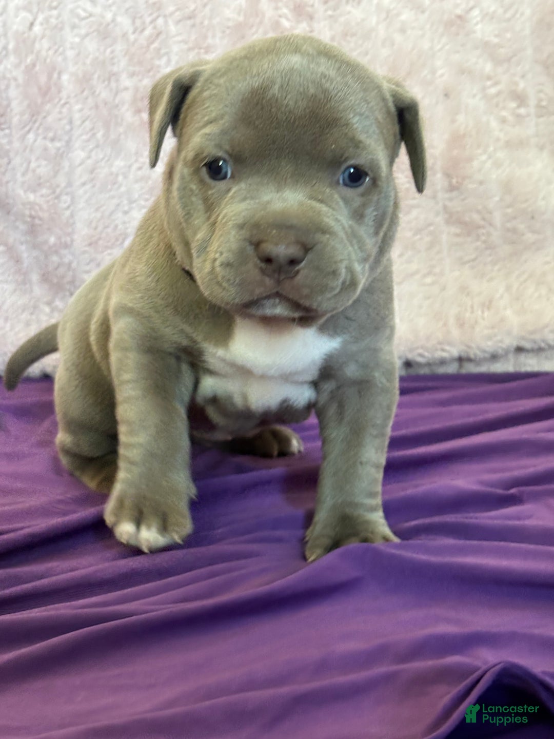 American Bully dogs for sale: NAIROBI The XL Bully - Ad 3