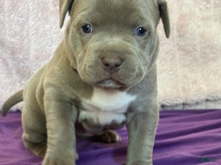 American Bully dogs NAIROBI - Ad 7