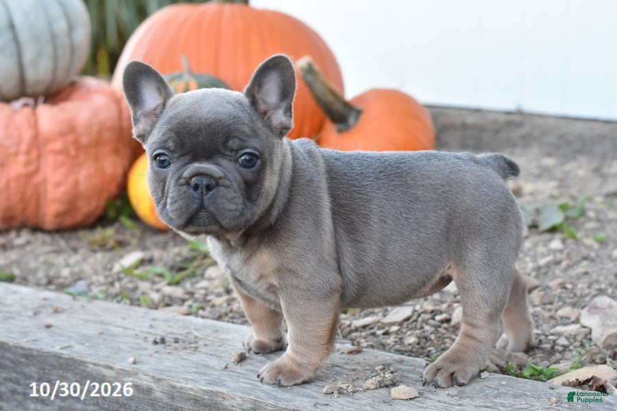 French Bulldog dogs for sale: Skyla - Ad 2