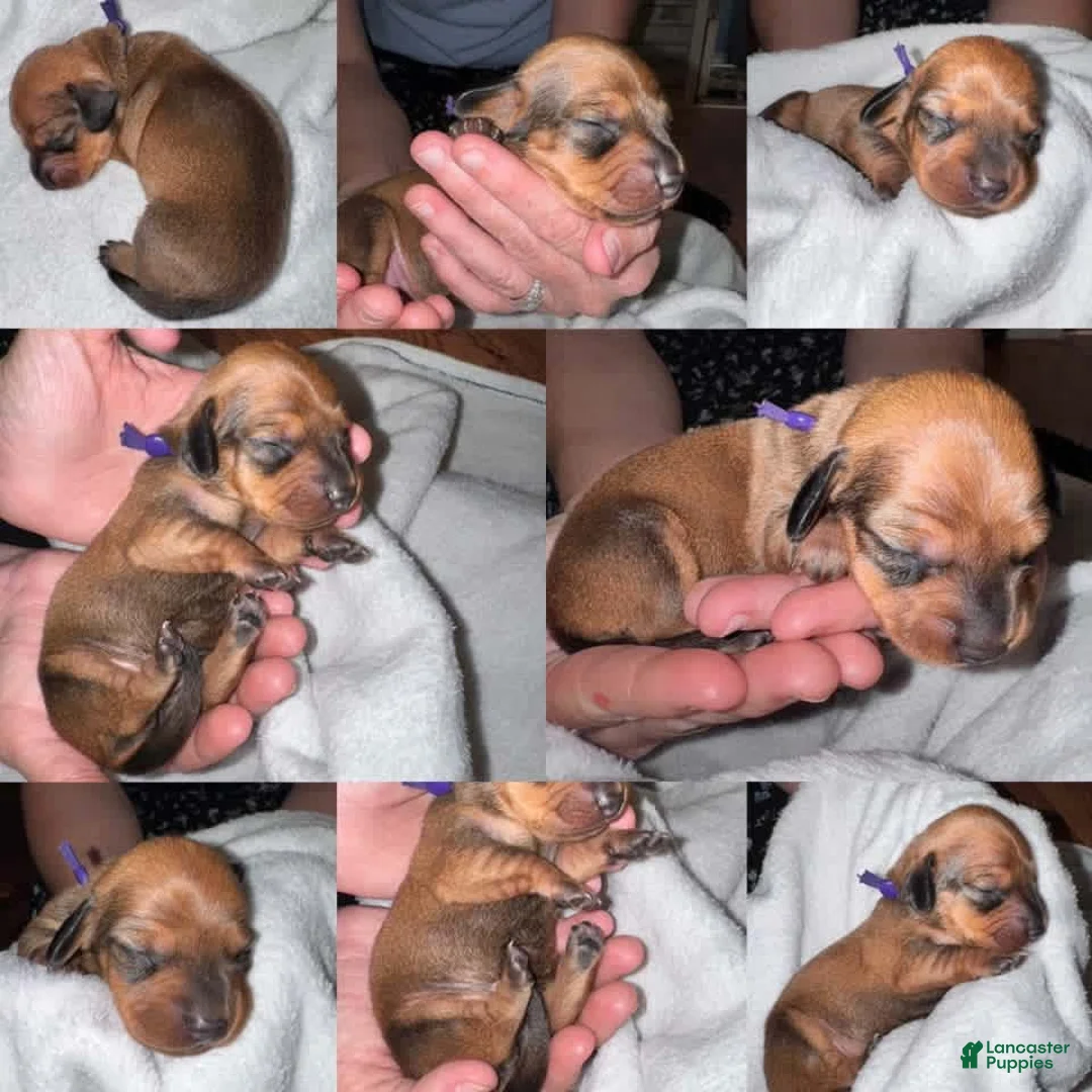 Miniature Dachshund dogs for sale: Miniature Dachshund 3 - Ad 2