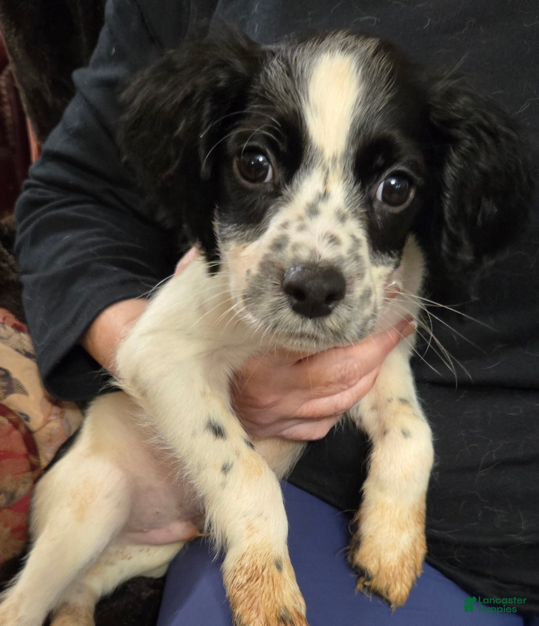 English Springer Spaniel dogs Teddy - Ad 13