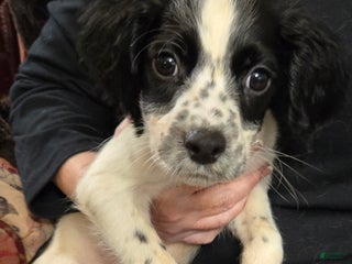 English Springer Spaniel dogs Teddy - Ad 23