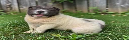 Shar Pei dogs for sale: Tabitha blue flower bear coat mini  - Ad 9