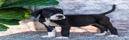 Great Dane dogs for sale: Fern - Ad 5