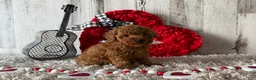 Toy Poodle dogs for sale: Uno - Ad 3