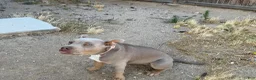 American Bully dogs for sale: Puppy 1 - Ad 1