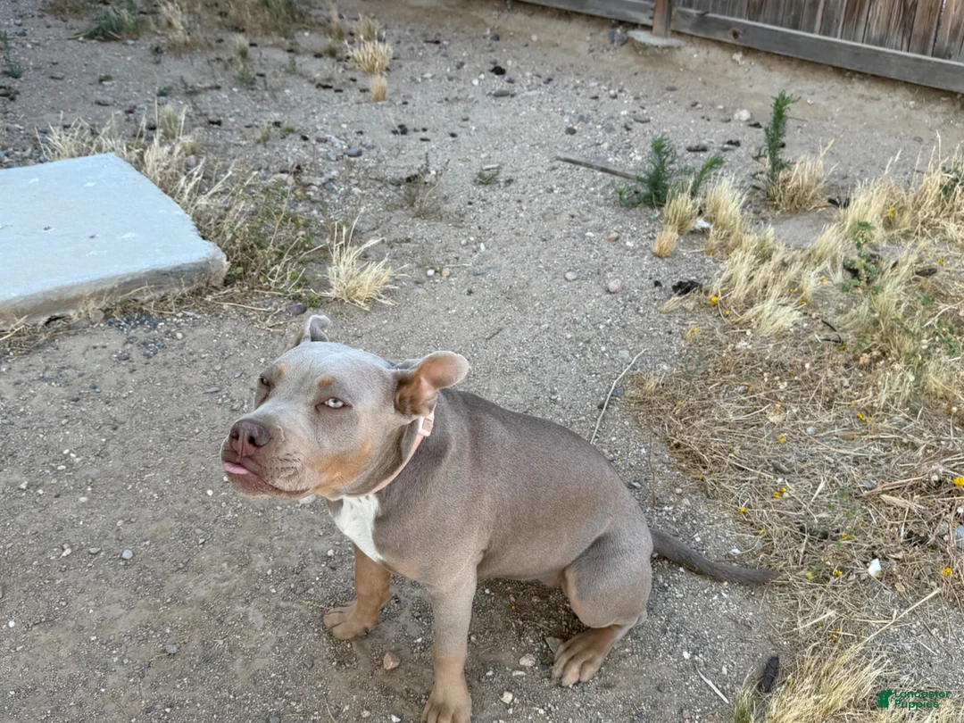 American Bully dogs for sale: Puppy 1 - Ad 1
