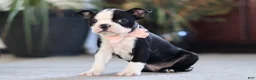Boston Terrier dogs for sale: Marla - Ad 4