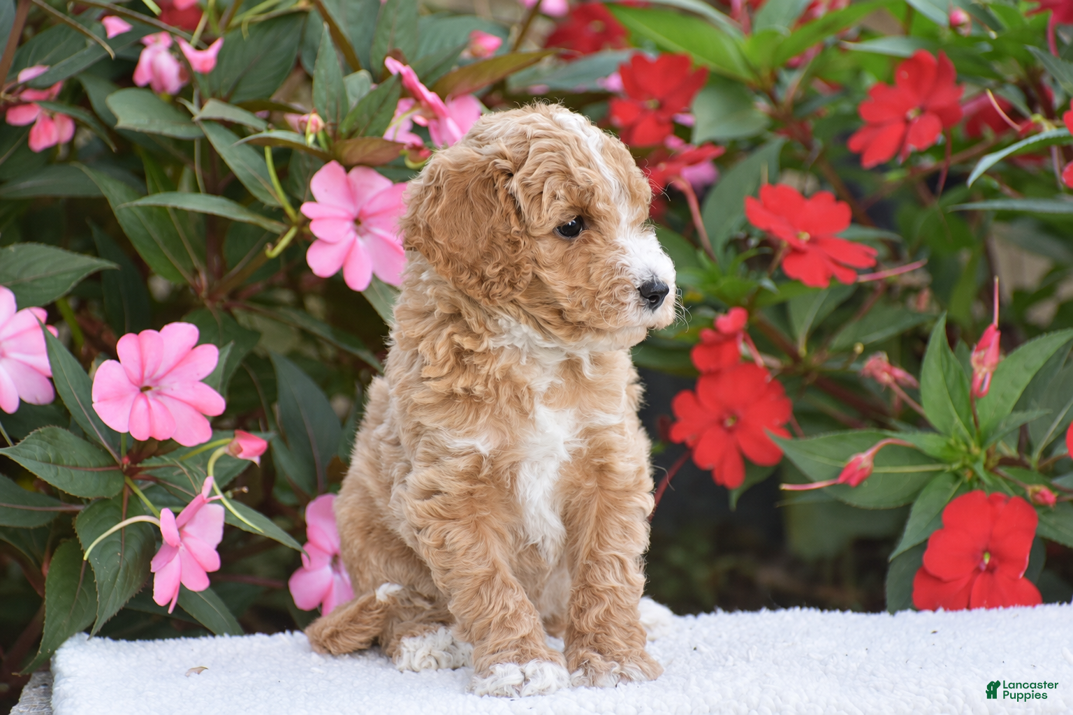 Mini Goldendoodle dogs Austin - Mini F1BB - Ad 2