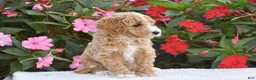 Mini Goldendoodle dogs for sale: Austin - Mini F1BB - Ad 2