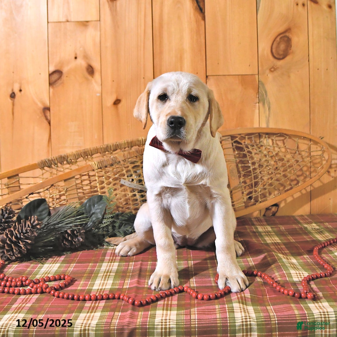 Labrador Retriever dogs for sale: Kate - Ad 1