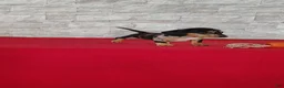 Miniature Dachshund dogs for sale: Stacy - Ad 6