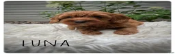 Cavapoo dogs for sale: Luna - Ad 4