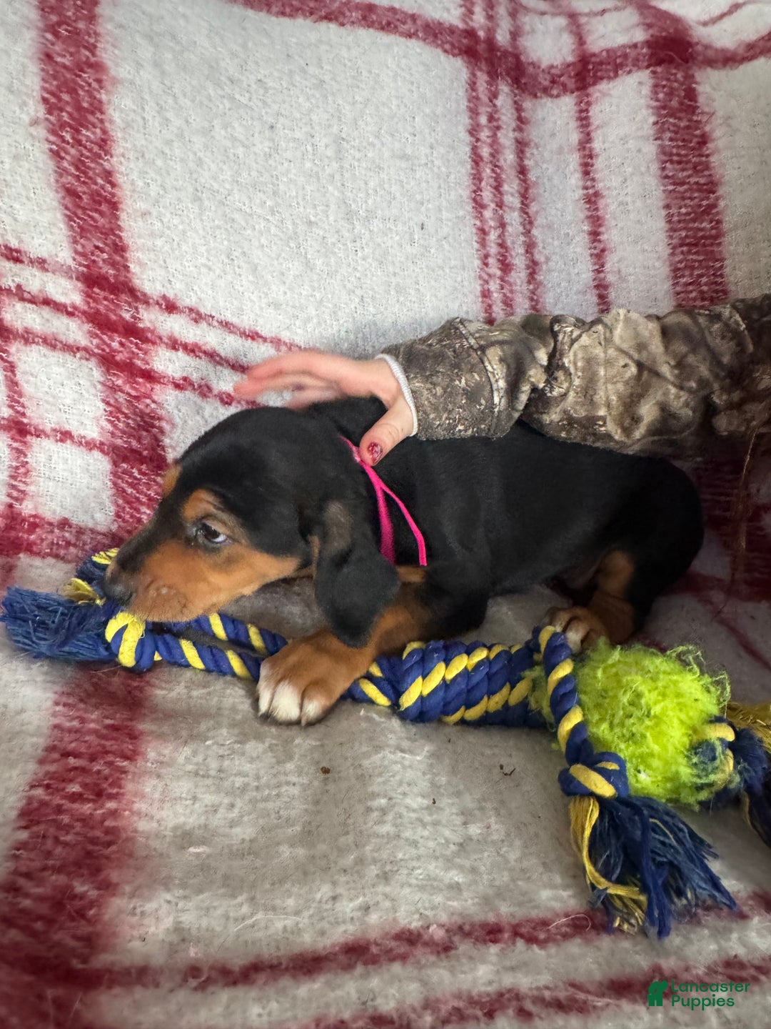 Mixed Breed dogs for sale: Mixed Breed Puppy 4 - Ad 23