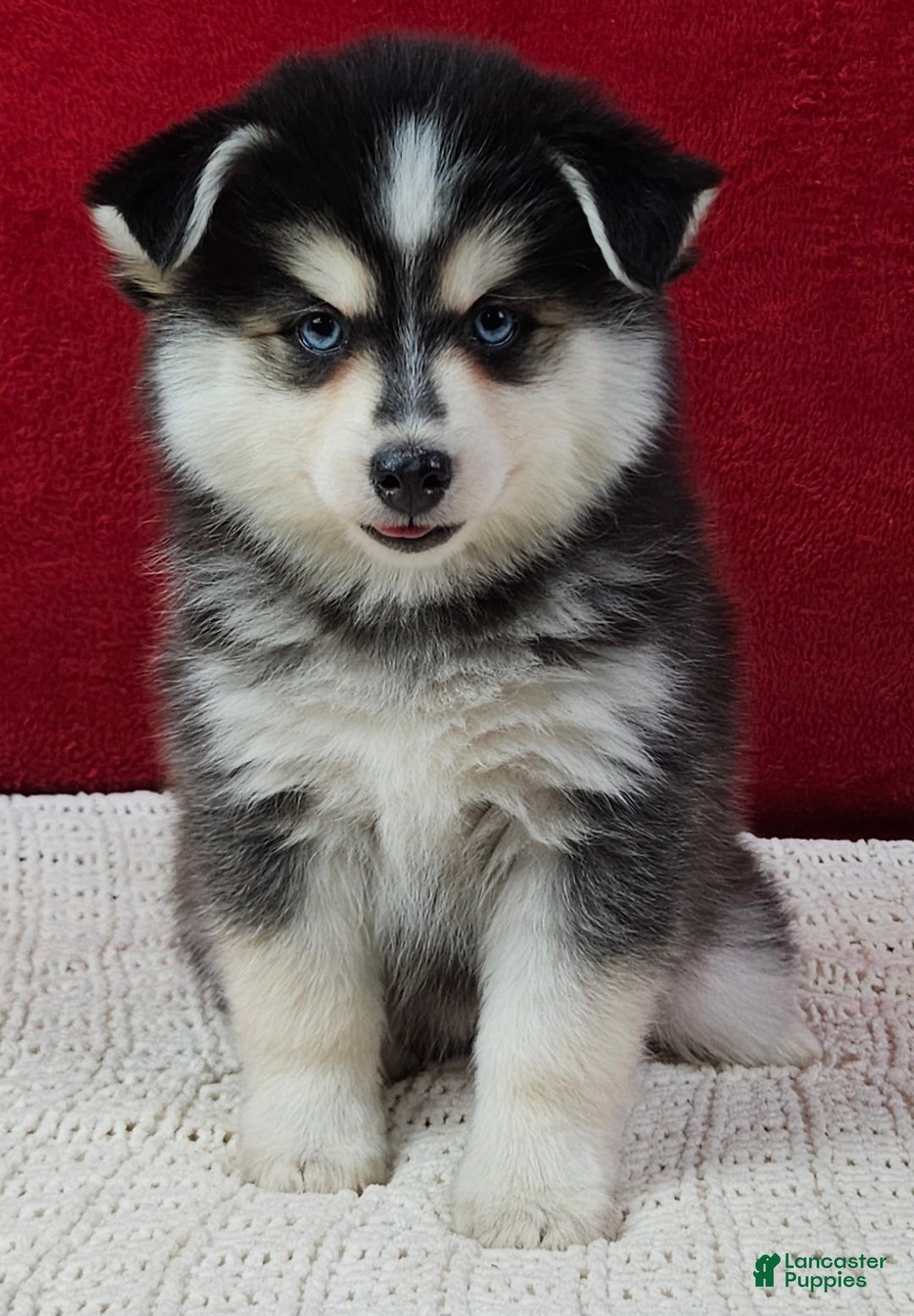 Pomsky dogs for sale: Trixie  - Ad 3
