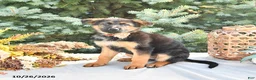 German Shepherd dogs for sale: Pumpkin Von Felde - Ad 4