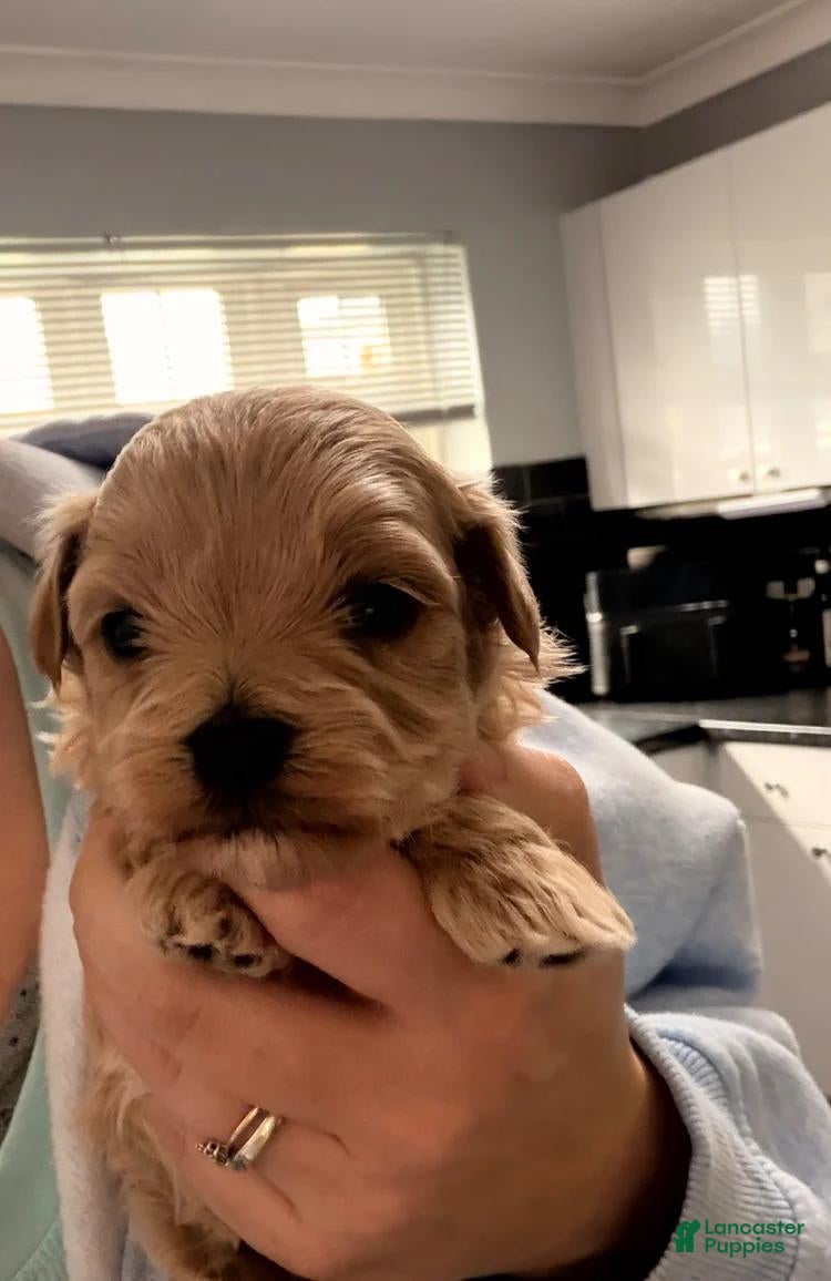 Maltipoo dogs for sale: Jamie - Ad 3