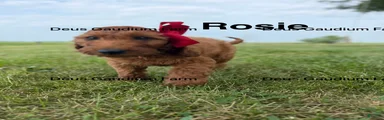 Rosie