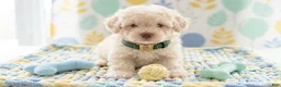 Maltipoo dogs for sale: GUCCI - Ad 4