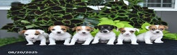 Jack Russell Terrier dogs for sale: Lewis - Ad 3