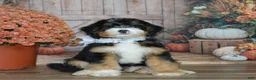 Mini Bernedoodle dogs for sale: Maggie - Ad 4