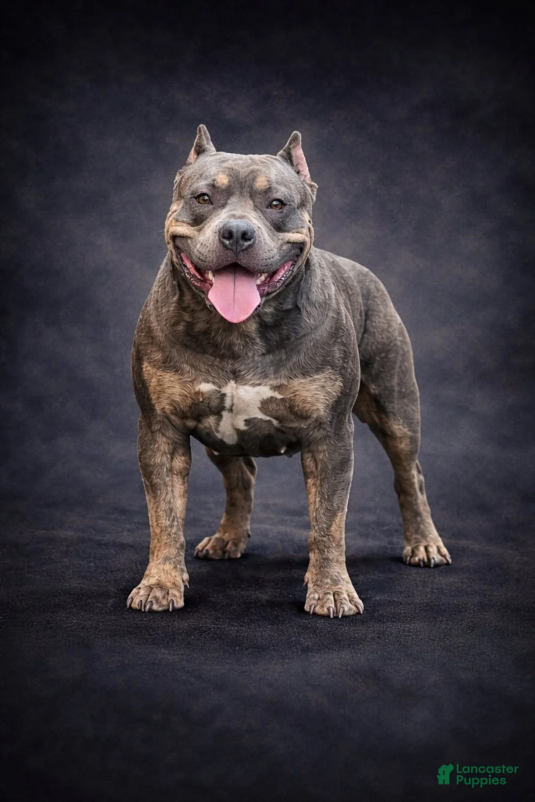 American Bully dogs for sale: Rhett - Ad 2