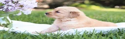 Golden Retriever dogs for sale: Golden Retriever Puppy 4 - Ad 3