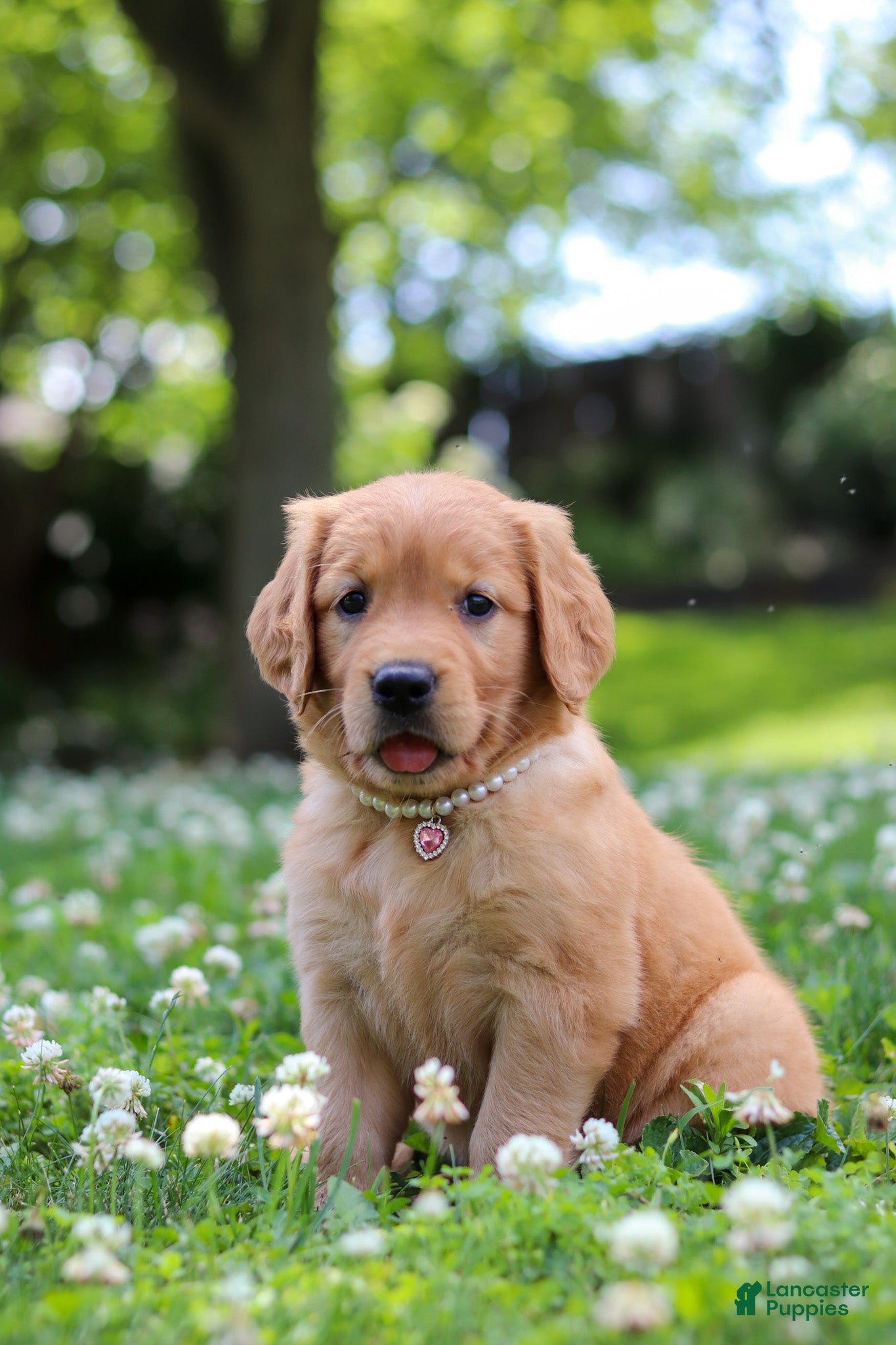 Golden Retriever dogs Willow - Ad 2