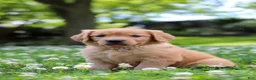 Golden Retriever dogs for sale: Willow - Ad 2