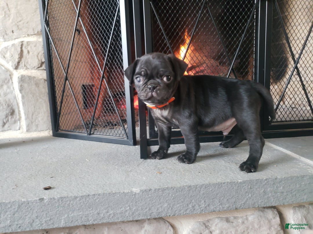 Pug dogs for sale: Oscar- AKC - Ad 1
