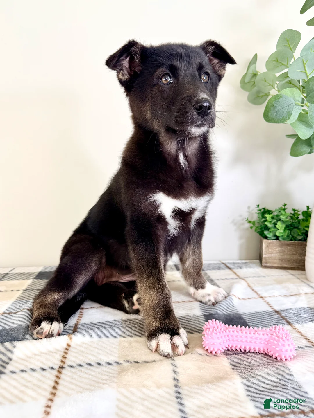 Gerberian Shepsky dogs for sale: Sadie  - Ad 4